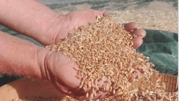 Schermata 2019-09-11 alle 16.41.31