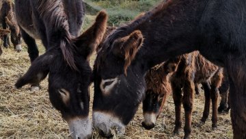 asini ragusani a troina 2